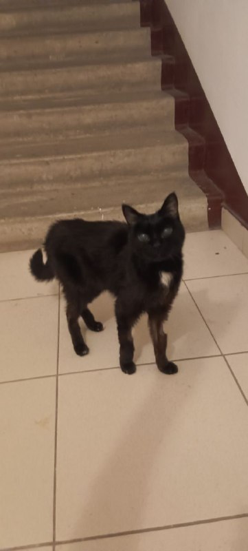 Adoptable black cat in Omsk — identification photo, lost & found pet database Pathfinder