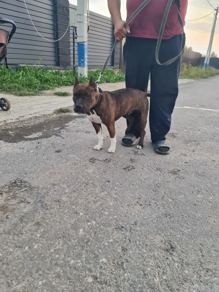 Found dog, стаффордширский терьер in Domodedovo — identification photo, lost & found pet database Pathfinder