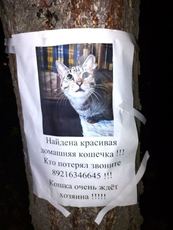 Lost gray cat in Saint Petersburg — identification photo, lost & found pet database Pathfinder