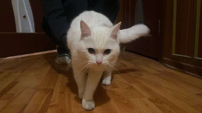 Found white cat in Berezovskiy — identification photo, lost & found pet database Pathfinder