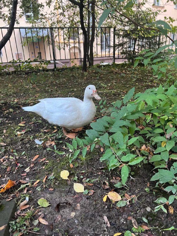 Lost pet, пекинская in Moscow — identification photo, lost & found pet database Pathfinder