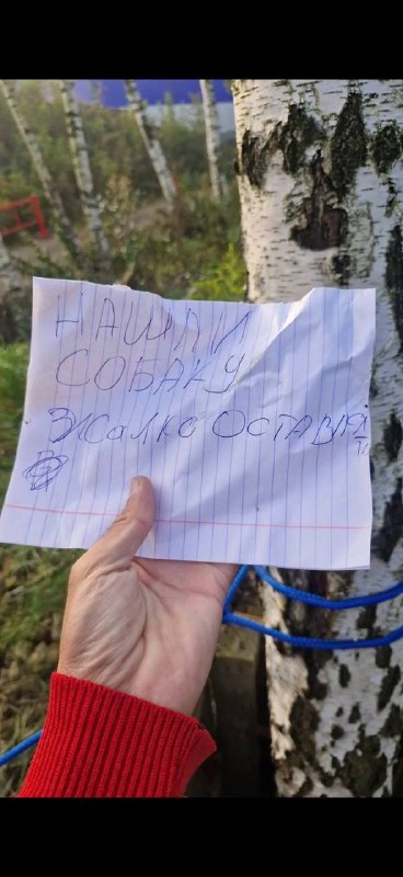 Found dog in Leninskiy Rayon — identification photo, lost & found pet database Pathfinder