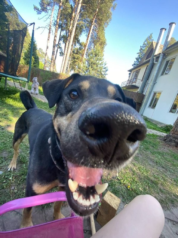 Lost brown dog in Zhukovskiy — identification photo, lost & found pet database Pathfinder