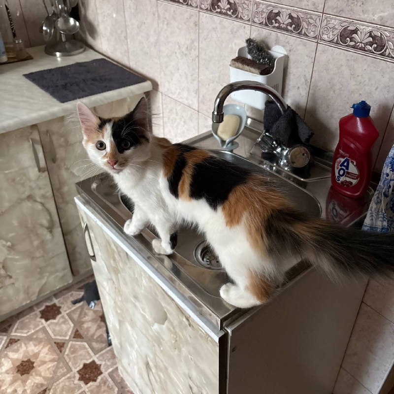Lost white cat in Saint Petersburg — identification photo, lost & found pet database Pathfinder