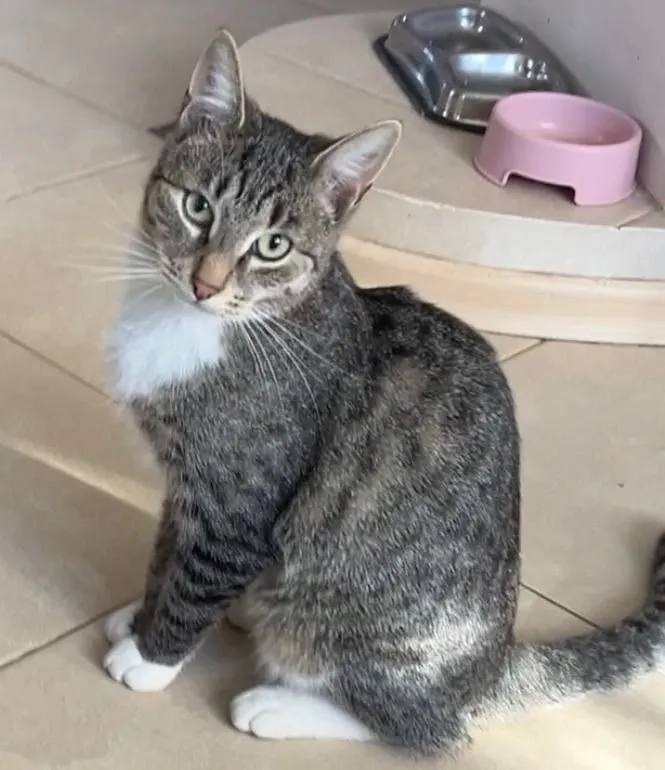 Lost white cat in Troitsk — identification photo, lost & found pet database Pathfinder