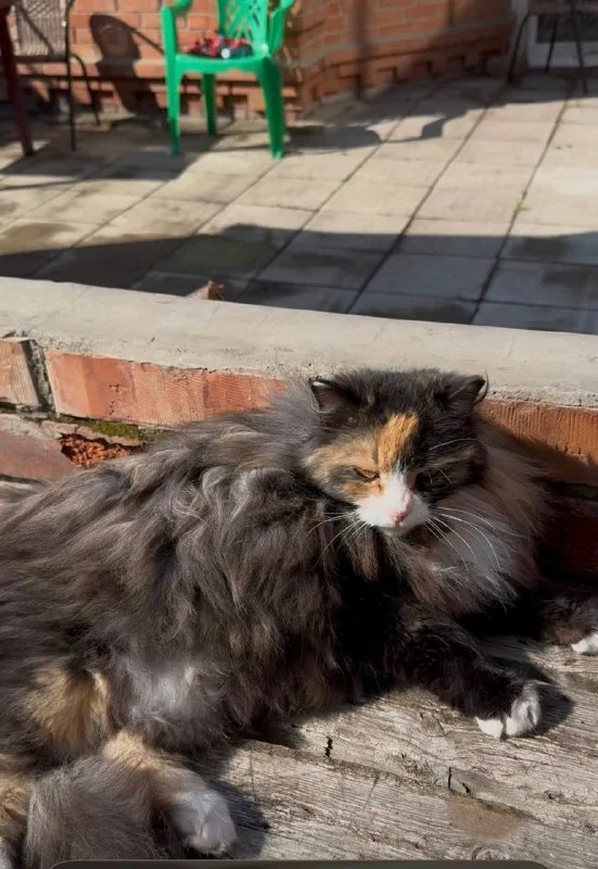 Lost black cat in Omsk — identification photo, lost & found pet database Pathfinder