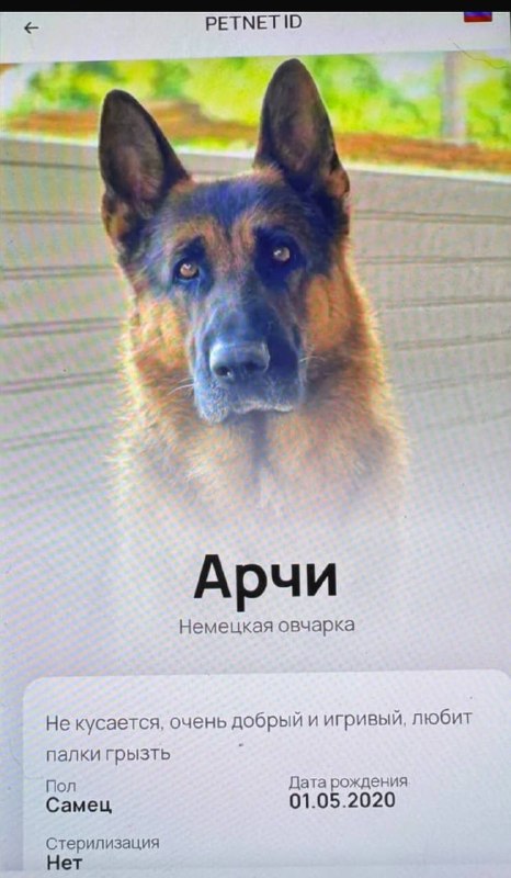 Adoptable ginger dog, немецкая овчарка in Kryukovo — identification photo, lost & found pet database Pathfinder