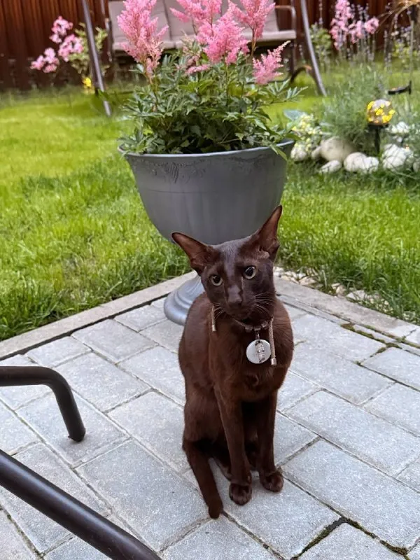 Lost brown cat, ориентал in Krasnogorsk — identification photo, lost & found pet database Pathfinder