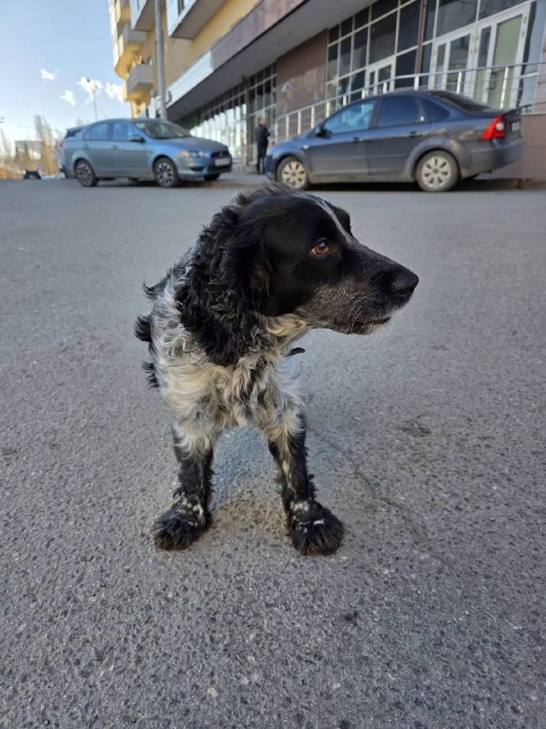 Found black dog, спаниель in Yekaterinburg — identification photo, lost & found pet database Pathfinder