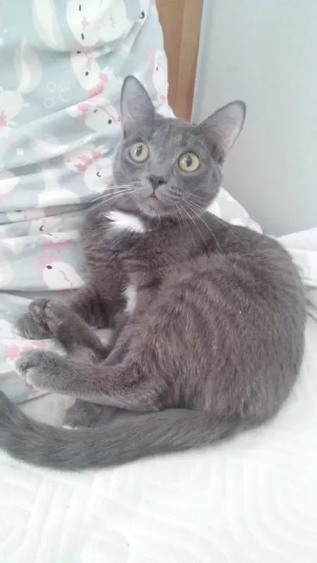 Lost white cat in Aramil — identification photo, lost & found pet database Pathfinder