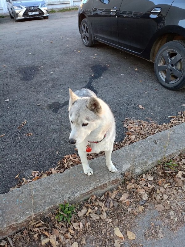 Found white dog in Perm — identification photo, lost & found pet database Pathfinder