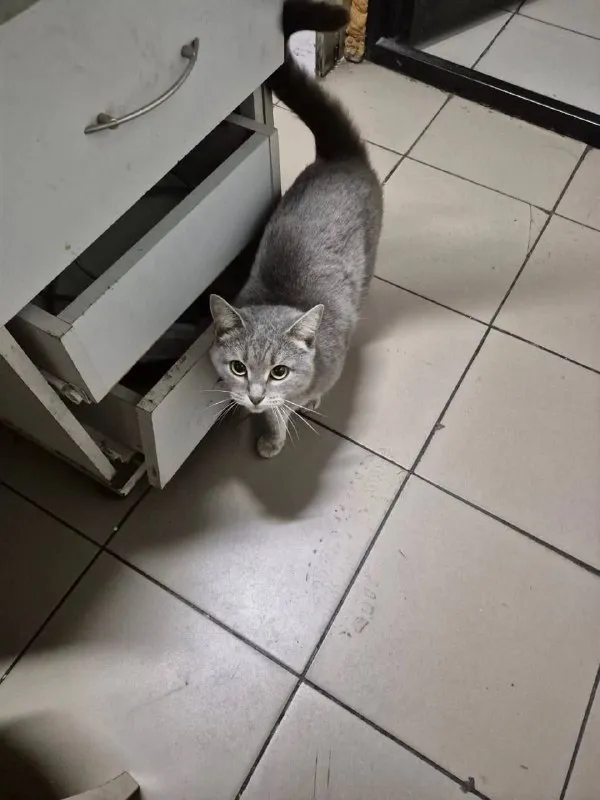 Lost gray cat in Novokosino — identification photo, lost & found pet database Pathfinder