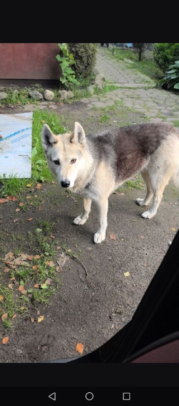 Lost cream dog, хаски лайка in Polushkino — identification photo, lost & found pet database Pathfinder