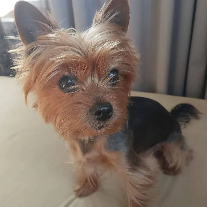 Lost dog, йоркширский терьер in Romanovka — identification photo, lost & found pet database Pathfinder