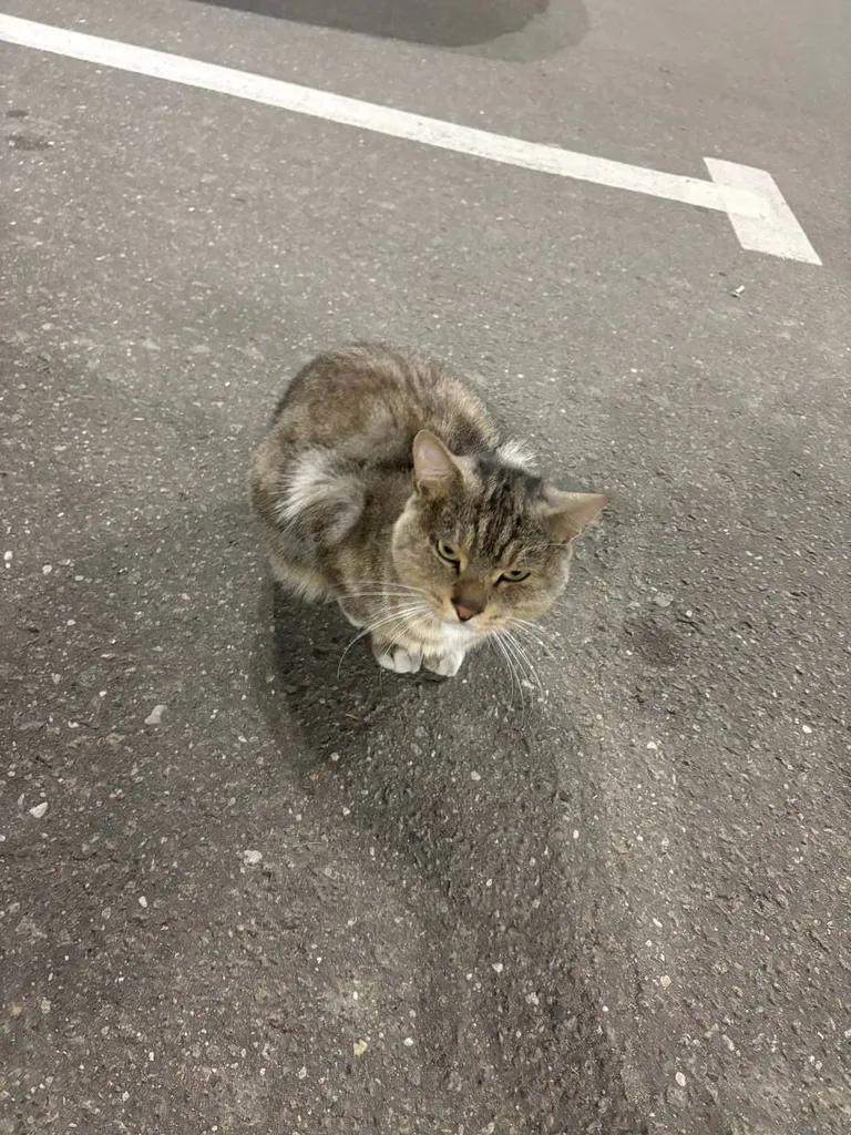 Found cat in Naro Fominsk — identification photo, lost & found pet database Pathfinder