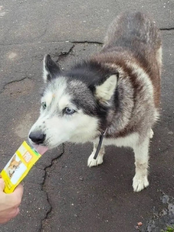 Found white dog, хаски in Domodedovo — identification photo, lost & found pet database Pathfinder