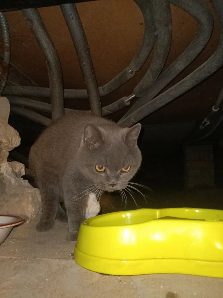 Found cat, британская in Udelnaya — identification photo, lost & found pet database Pathfinder