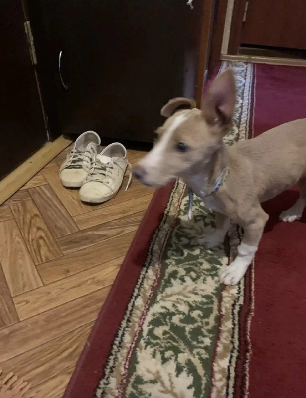 Found white dog in Volgograd — identification photo, lost & found pet database Pathfinder