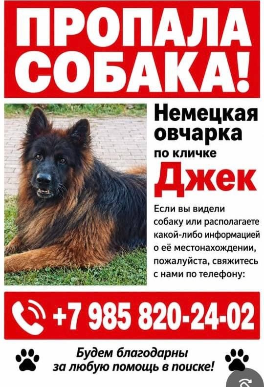 Lost brown dog in Domodedovo — identification photo, lost & found pet database Pathfinder