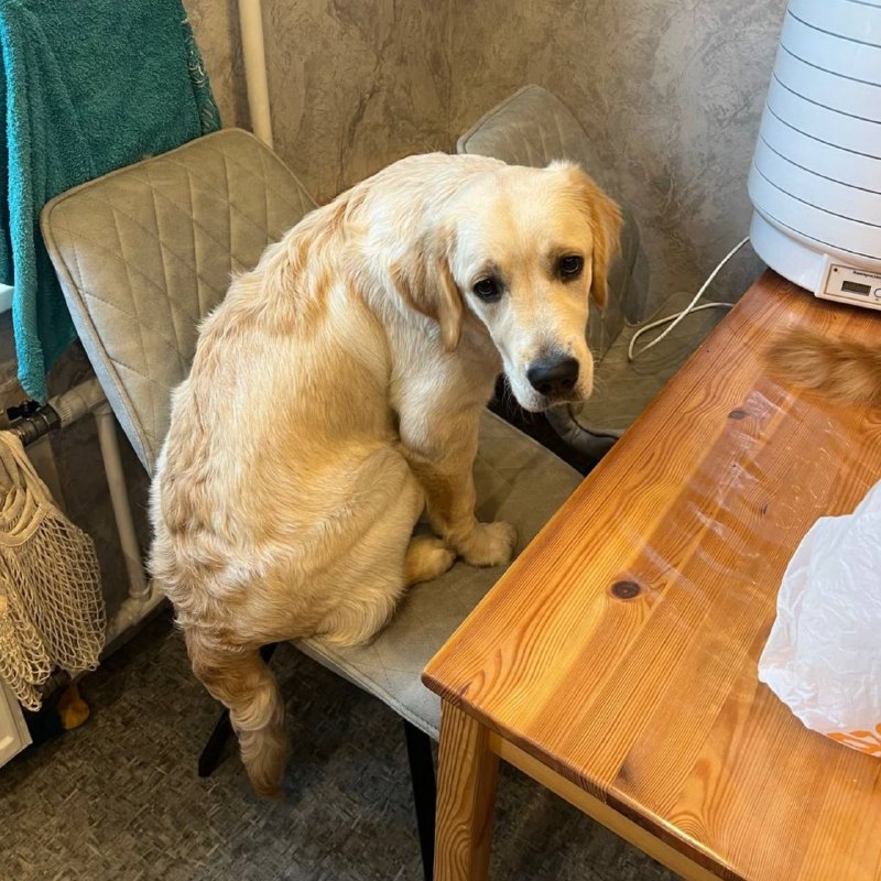 Lost cream dog, золотистый ретривер in Saint Petersburg — identification photo, lost & found pet database Pathfinder