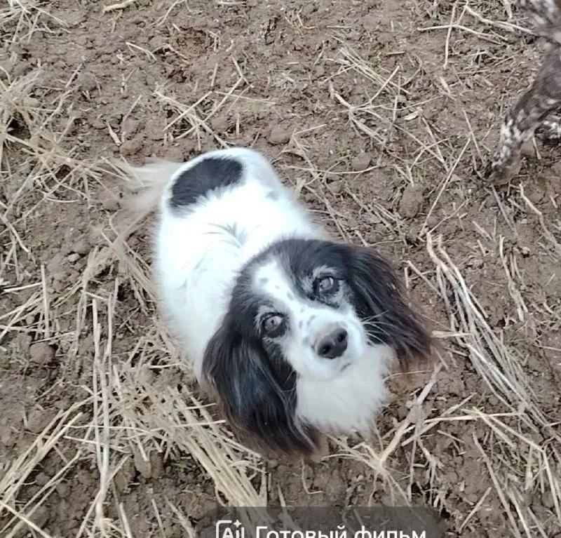 Lost white dog in Ganusovo — identification photo, lost & found pet database Pathfinder