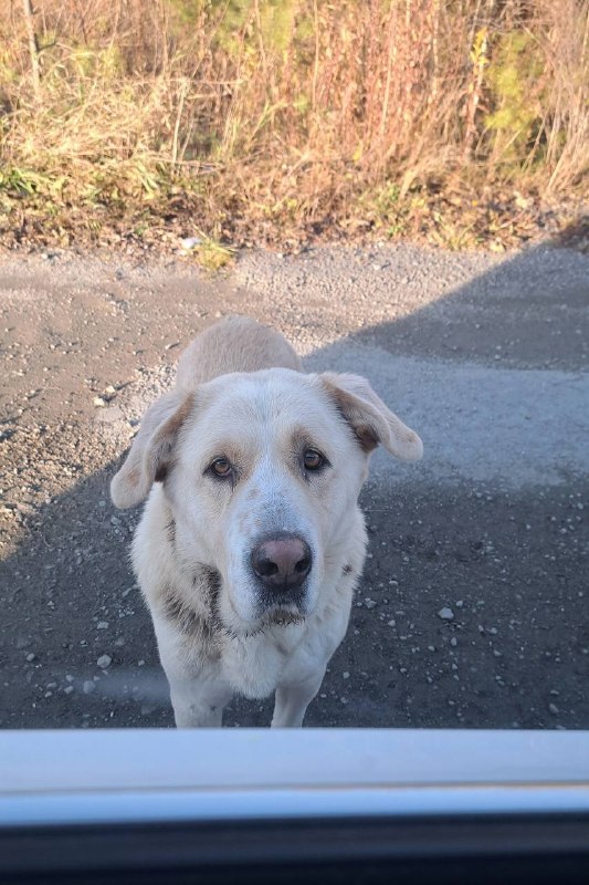 Found cream dog, алабай in Yekaterinburg — identification photo, lost & found pet database Pathfinder