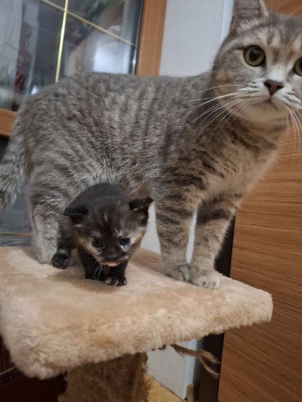 Lost gray cat in Volgograd — identification photo, lost & found pet database Pathfinder