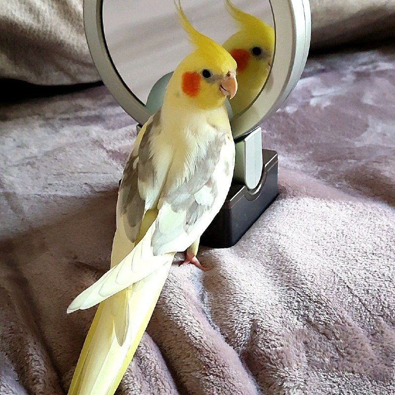 Lost cream pet, корелла in Yekaterinburg — identification photo, lost & found pet database Pathfinder