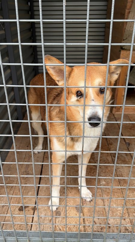 Found ginger dog in Perm — identification photo, lost & found pet database Pathfinder