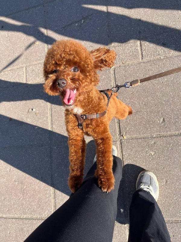 Lost ginger dog, той-пудель in Shchelkovo — identification photo, lost & found pet database Pathfinder