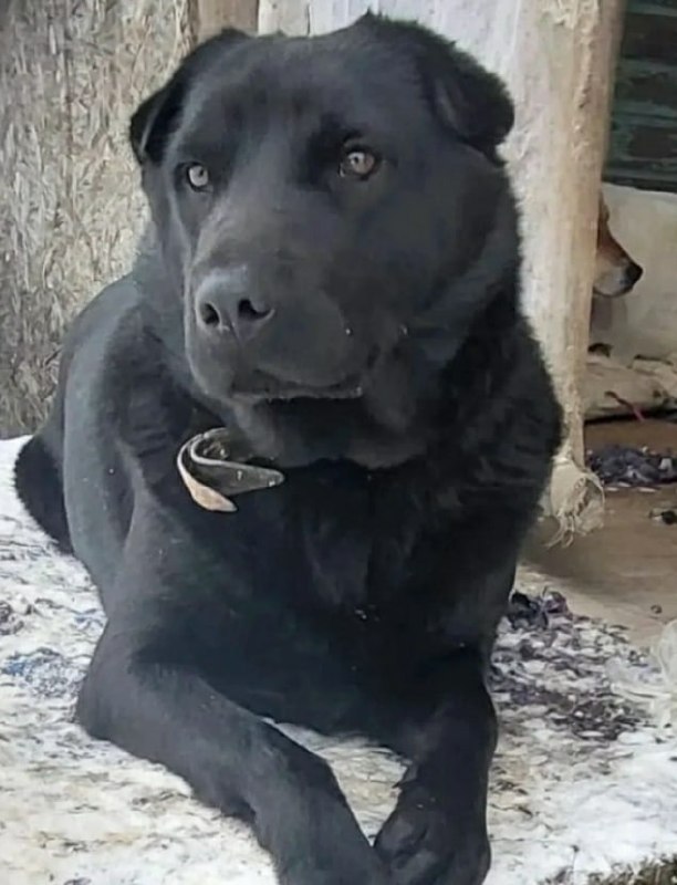 Lost dog, метис лабрадора in Ropsha — identification photo, lost & found pet database Pathfinder