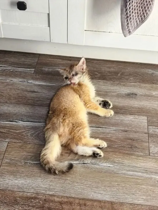 Lost cream cat, золотая шиншилла in Zabolote — identification photo, lost & found pet database Pathfinder