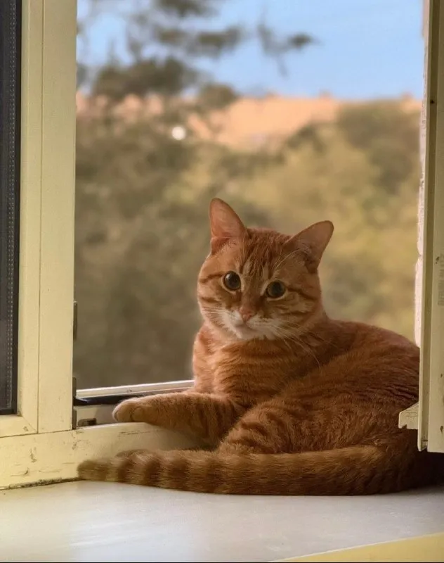 Lost cat in Volzhskiy — identification photo, lost & found pet database Pathfinder