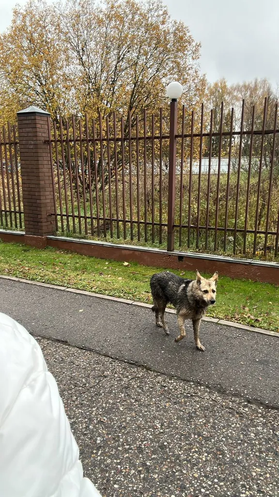 Lost dog, метис in Gorki 10 — identification photo, lost & found pet database Pathfinder
