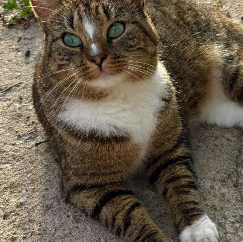 Lost brown cat in Yalgelevo — identification photo, lost & found pet database Pathfinder
