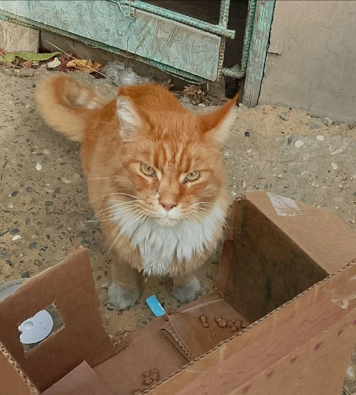 Adoptable ginger cat in Krasnoslobodsk — identification photo, lost & found pet database Pathfinder