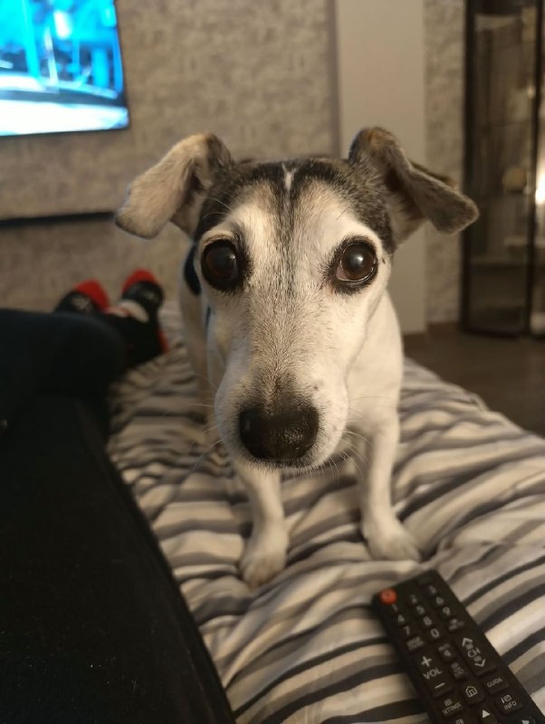 Lost white dog, джек рассел in Tagankovo — identification photo, lost & found pet database Pathfinder