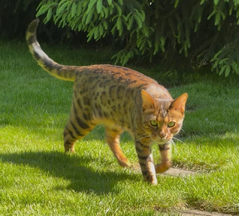 Lost cream cat, бенгал in Nemchinovka — identification photo, lost & found pet database Pathfinder