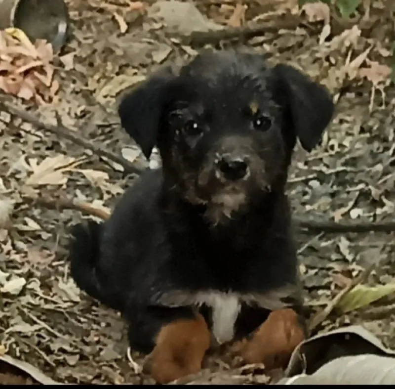Adoptable dog in Volgograd — identification photo, lost & found pet database Pathfinder