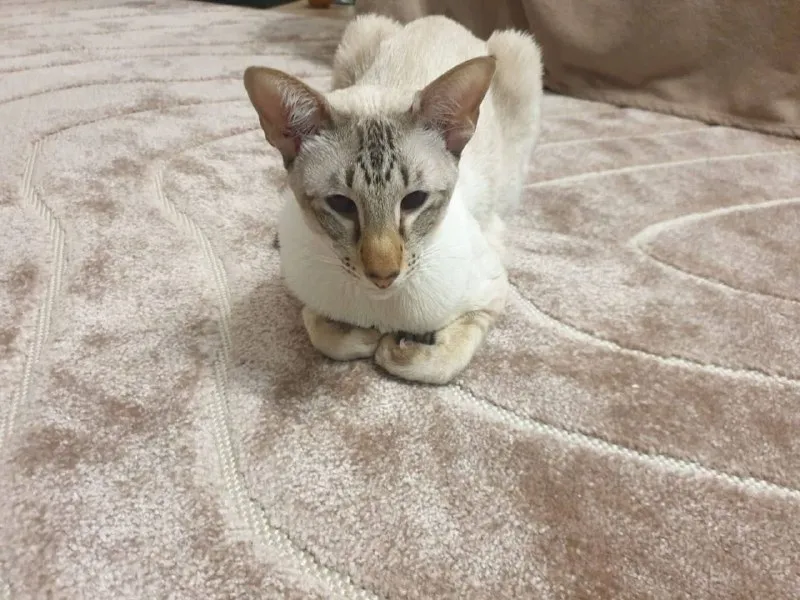 Lost cream cat in Rostokino — identification photo, lost & found pet database Pathfinder
