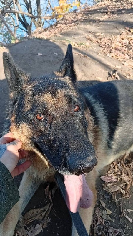 Found dog, немецкая овчарка in Moscow — identification photo, lost & found pet database Pathfinder