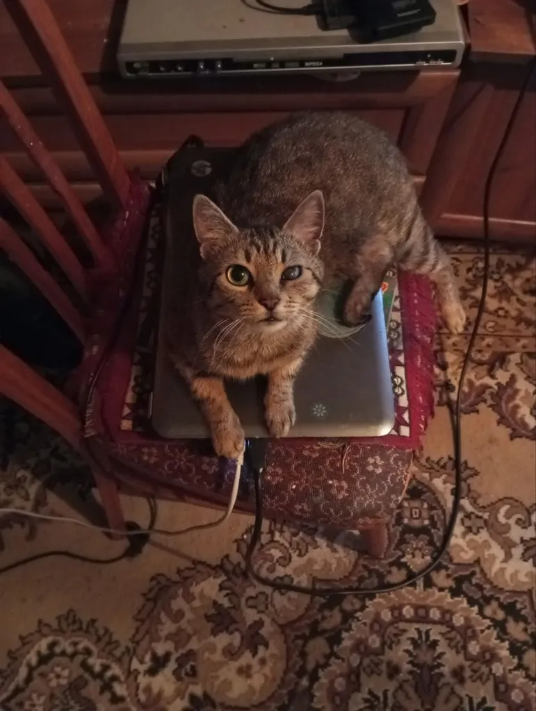 Lost cat in Dedovsk — identification photo, lost & found pet database Pathfinder