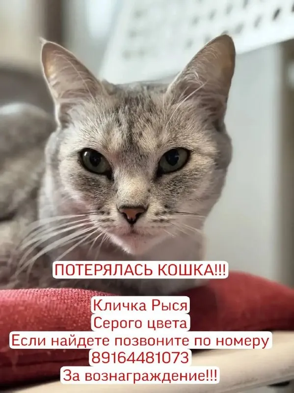 Lost cat in Klin — identification photo, lost & found pet database Pathfinder