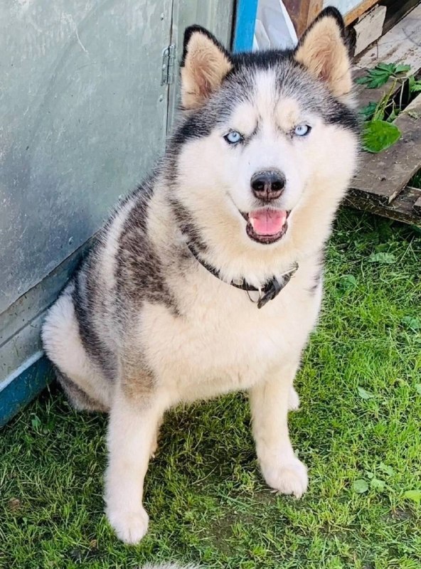 Lost white dog, хаски in Yekaterinburg — identification photo, lost & found pet database Pathfinder