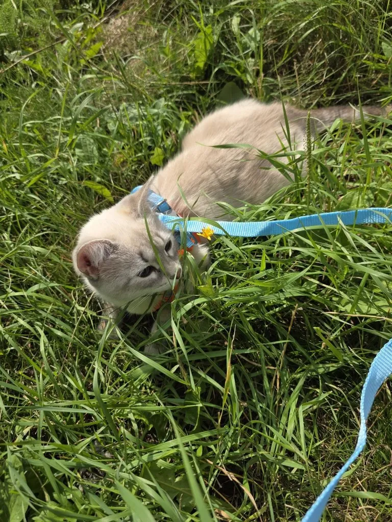 Lost cat, метис in Zavidovo — identification photo, lost & found pet database Pathfinder