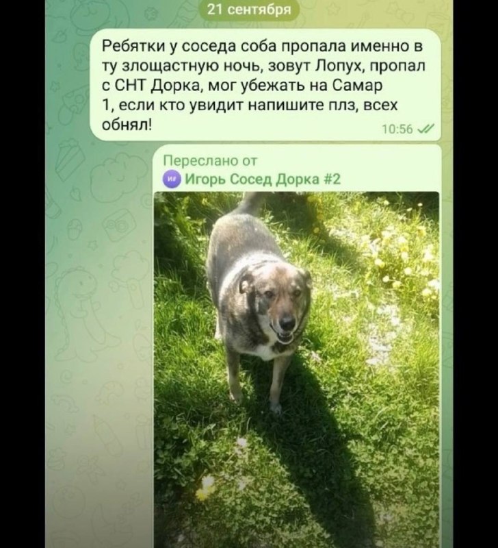 Lost white dog in Bronnitsy — identification photo, lost & found pet database Pathfinder