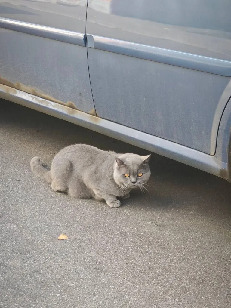 Found cat, британская in Mitino — identification photo, lost & found pet database Pathfinder