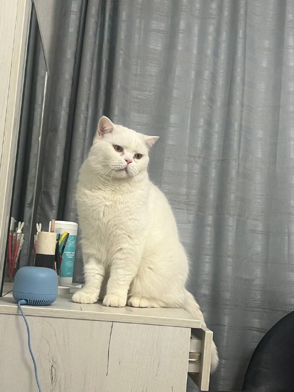 Lost white cat in Obukhovo — identification photo, lost & found pet database Pathfinder