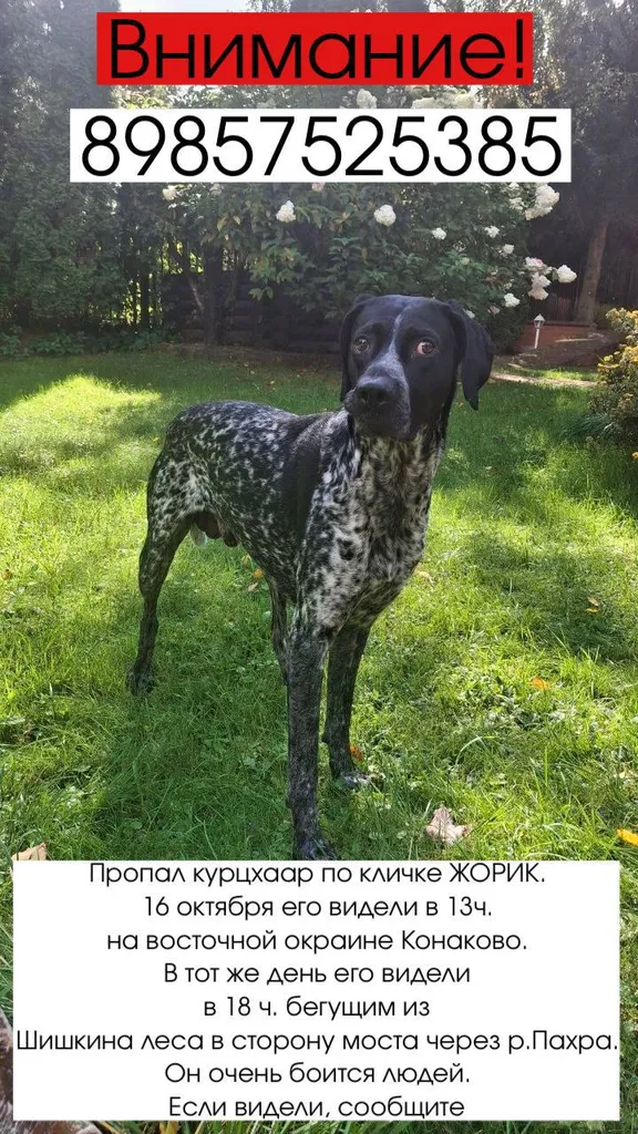 Lost dog, курцхаар in Konakovo — identification photo, lost & found pet database Pathfinder