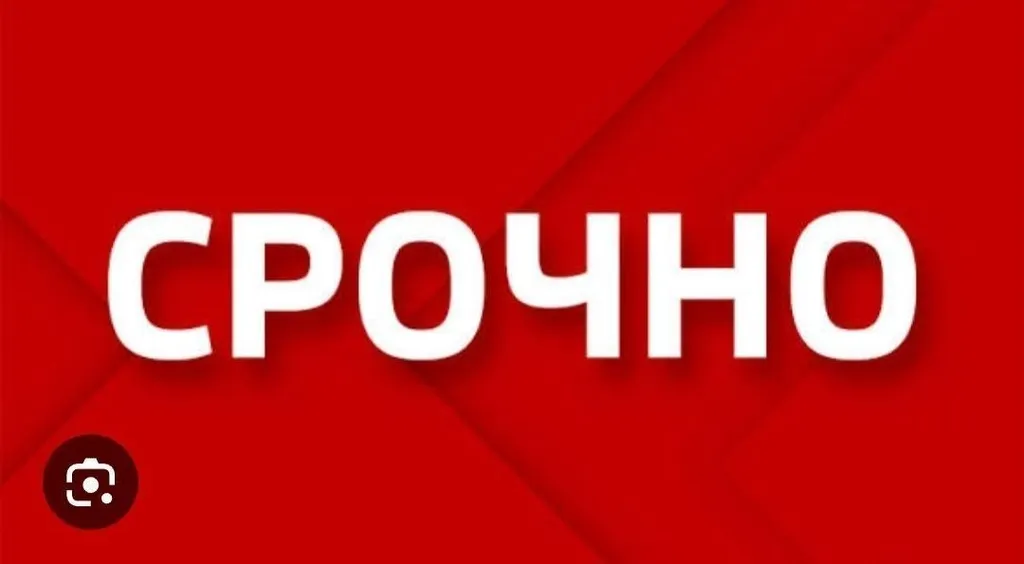 Lost dog, дворняжка in Shchetnevo Kostino — identification photo, lost & found pet database Pathfinder